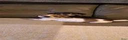 Mixed Breed dogs for sale: Jack-chi x dachshund puppies in Halkirk - Advert 16