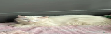 British Longhair Kitten 2