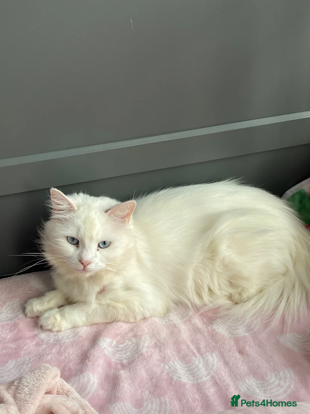 British Longhair cats for sale: Mainecoon ragdoll mixed female cat - Advert 2