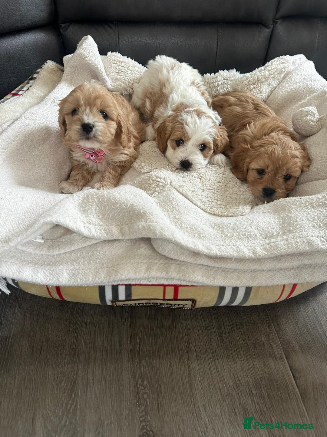 Cavapoo dogs for sale: Cavapoo puppies - Advert 11