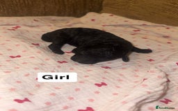 Labradoodle dogs for sale: Stunning tiny labradoodles blue Merle & black - Image 10