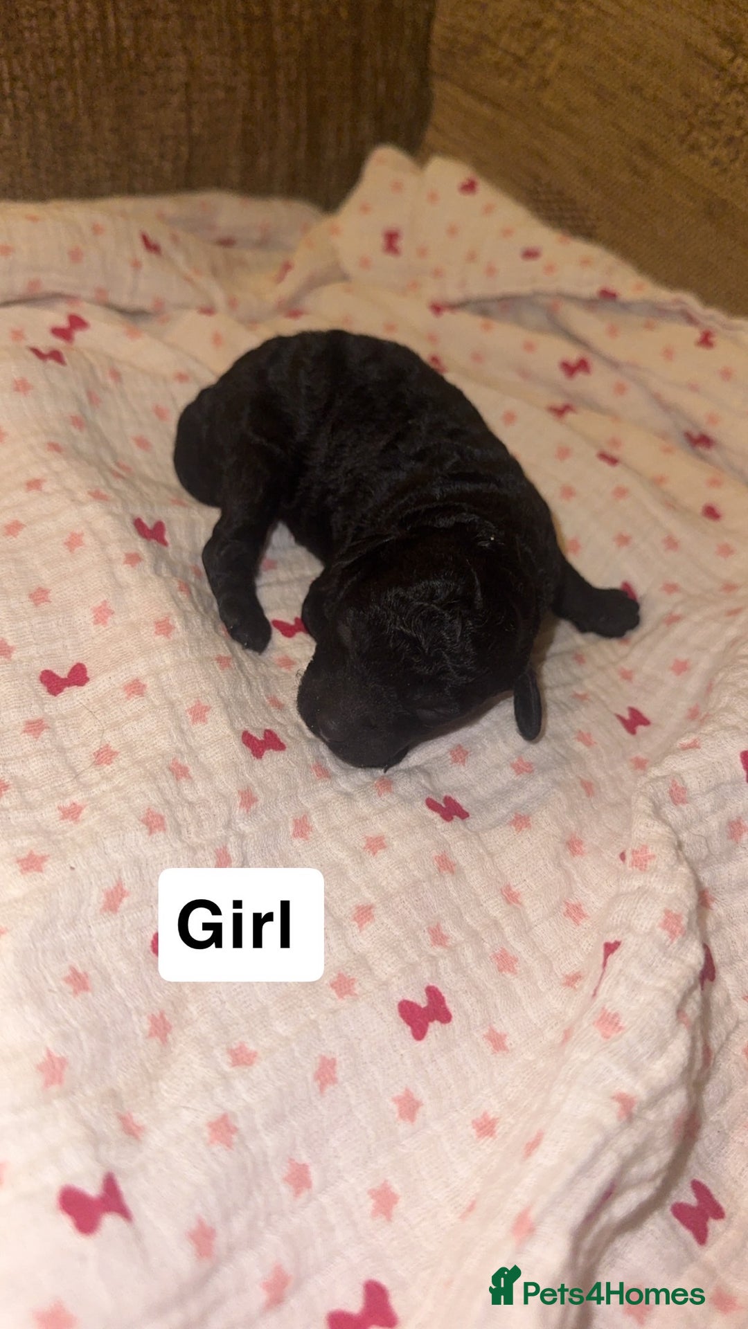 Labradoodle dogs for sale: Stunning tiny labradoodles blue Merle & black - Image 10