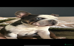 French Bulldog dogs for sale: French bull dog male puppy - Image 2