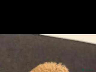 Miniature Poodle dogs KC miniature poodle - Advert 1