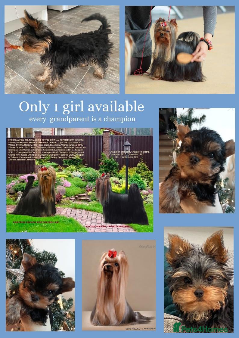 Yorkshire Terrier dogs Girl, Show quality, KC reg 18 champions bloodline - Advert 6
