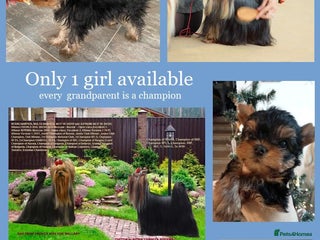 Yorkshire Terrier dogs Girl, Show quality, KC reg 18 champions bloodline - Advert 6