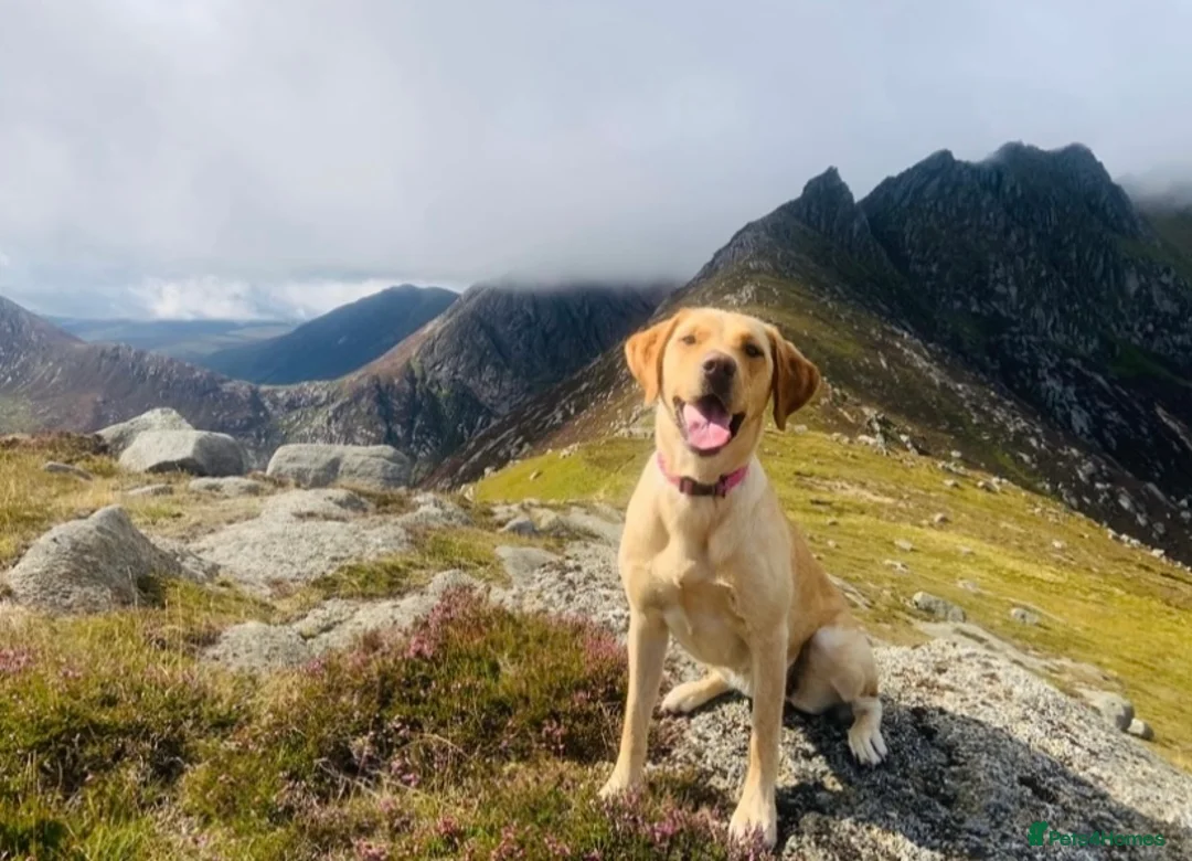 Labrador Retriever dogs for sale: Adorable Labrador/Retriever puppies. - Advert 10