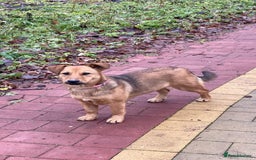 Mixed Breed dogs for adoption: 💖🐶 RAHDA 🐶💖 - Image 8