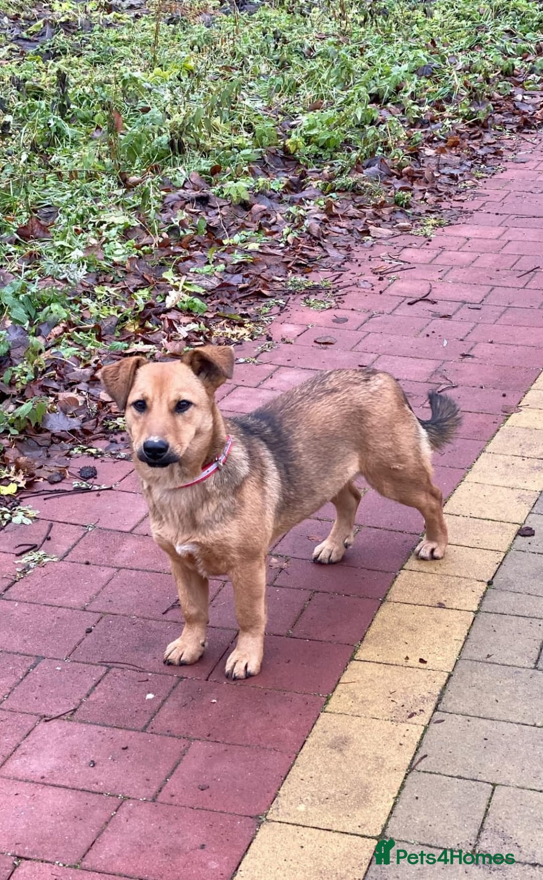 Mixed Breed dogs for adoption: 💖🐶 RAHDA 🐶💖 - Image 8