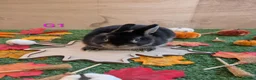 Netherland Dwarf rabbits for sale: Beautiful babies  - Advert 5