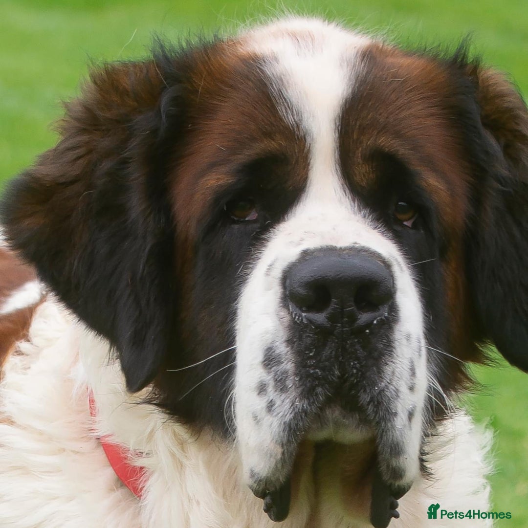 Saint Bernard dogs for stud: St Bernard for stud - Image 3