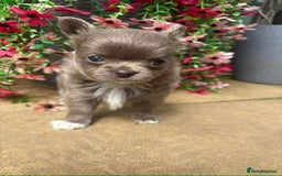 Chihuahua dogs for sale: Long Haired Russian Chihuahuas - Image 2