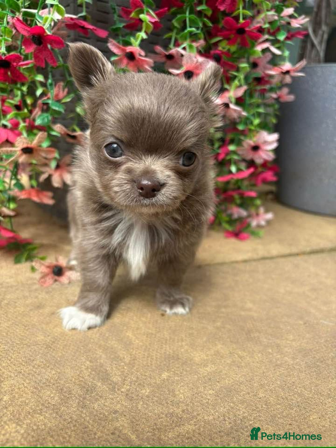Chihuahua dogs for sale: Long Haired Russian Chihuahuas - Image 2