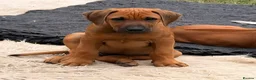 Rhodesian Ridgeback dogs for sale: KC reg,Excellent Ridges,Health checked/Elb/Hip/JME - Advert 2