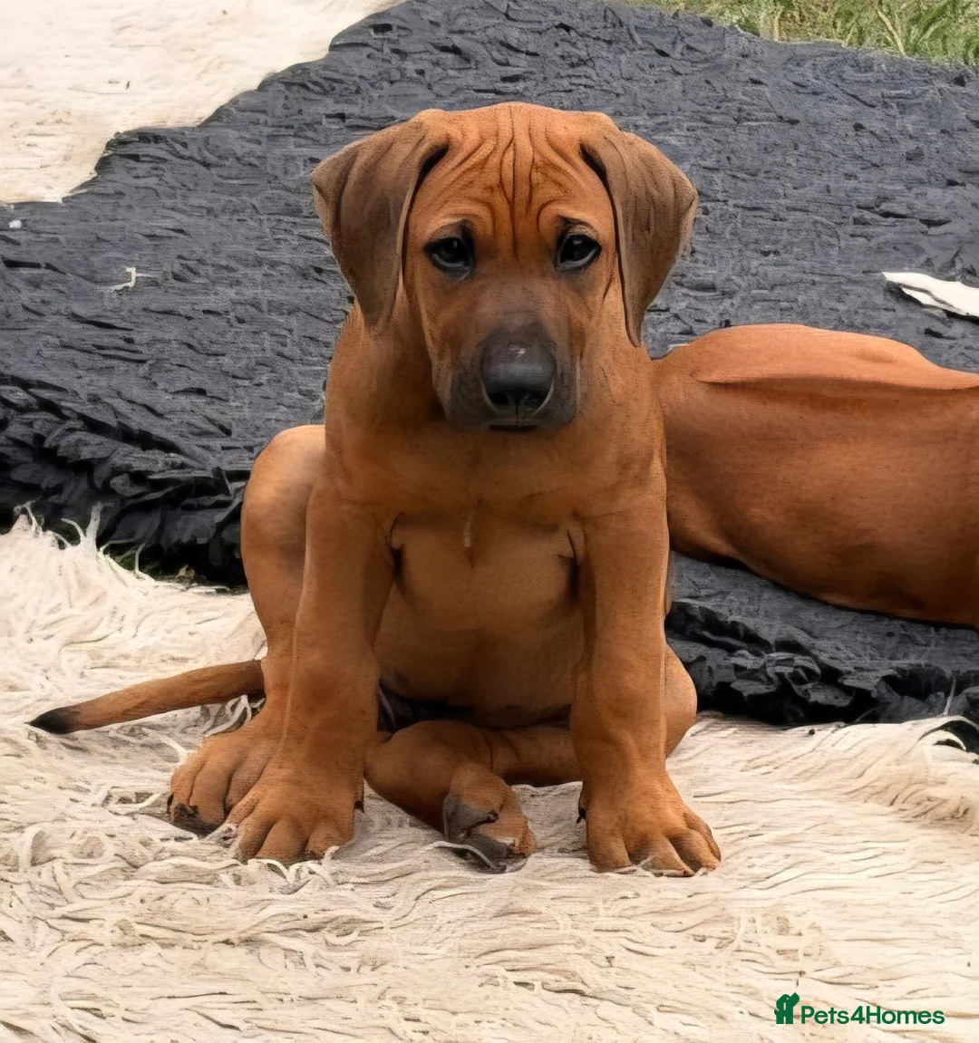 Rhodesian Ridgeback dogs for sale: KC reg,Excellent Ridges,Health checked/Elb/Hip/JME - Advert 2
