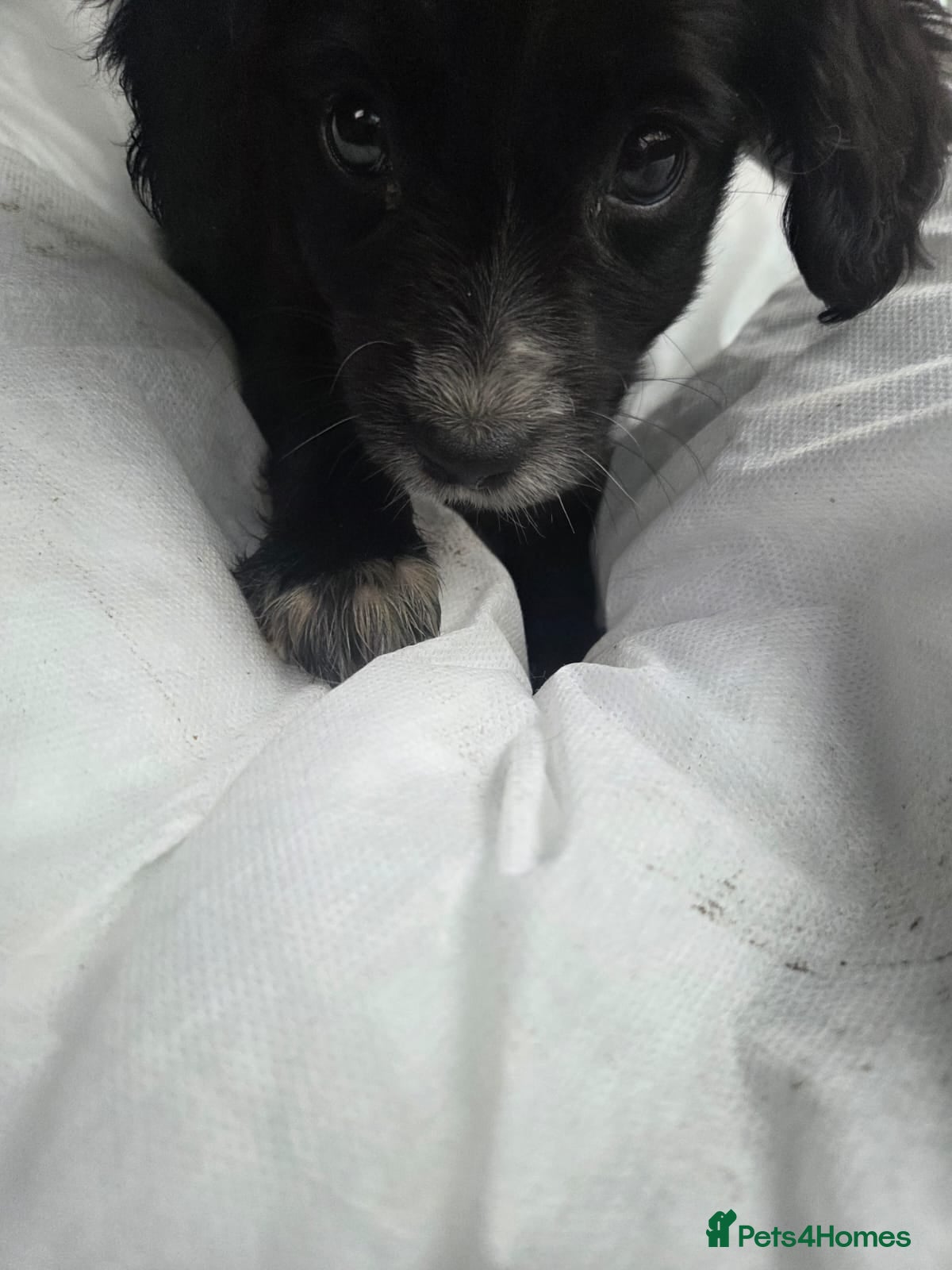 Cockapoo dogs Poodle x jack russell - Advert 14