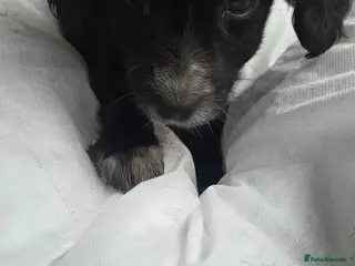 Cockapoo dogs Poodle x jack russell - Advert 14