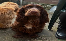 Cocker Spaniel dogs for sale: SHOW COCKER SPANIELS FOR REHOMING - Image 6