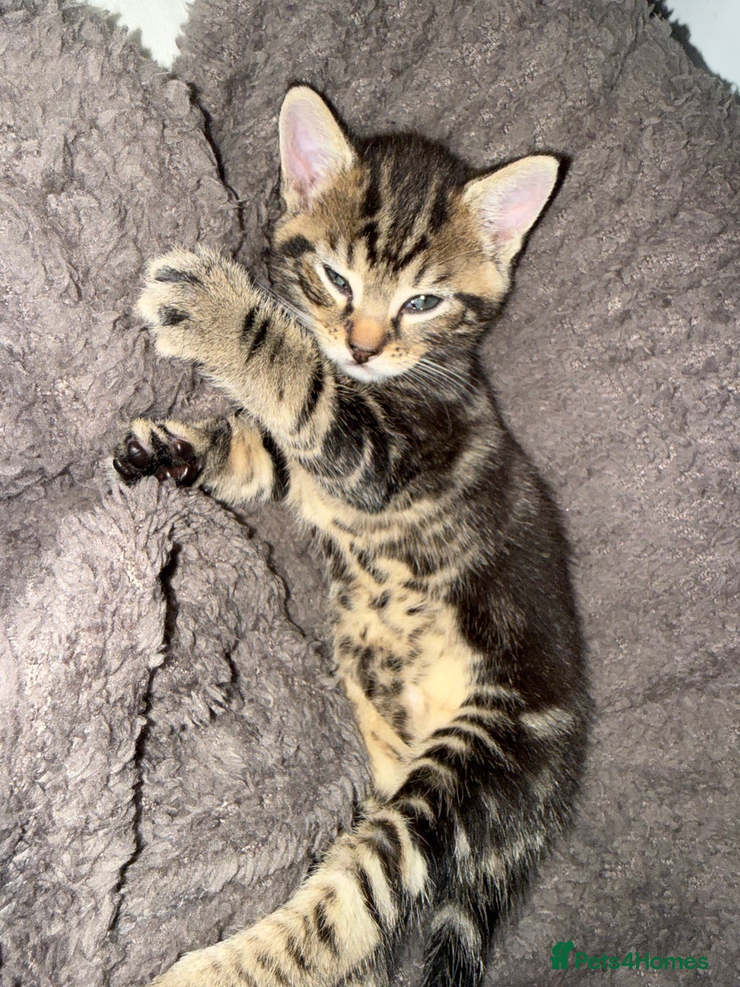 Brazilian Shorthair cats for sale: Gorgeous Brazilian short hair kittens - Image 6