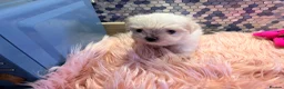 Maltese dogs for sale: Beautiful Maltese puppies for sale - Advert 5