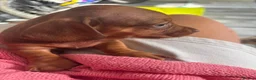 Dachshund dogs for sale: Miniature dashound - Advert 3