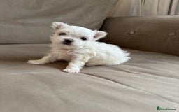 Maltese dogs for sale: Updated 24/07 KC Reg tiny Korean Maltese Puppies. in Ware - Image 13