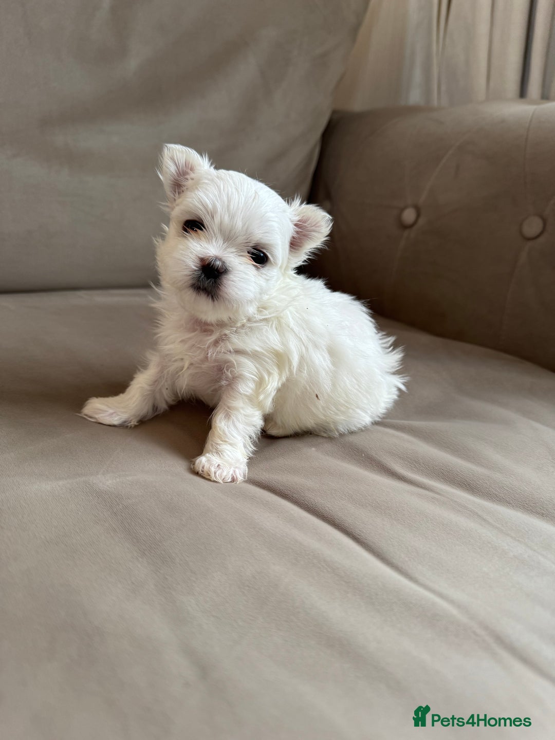 Maltese dogs for sale: Updated 24/07 KC Reg tiny Korean Maltese Puppies. in Ware - Image 13