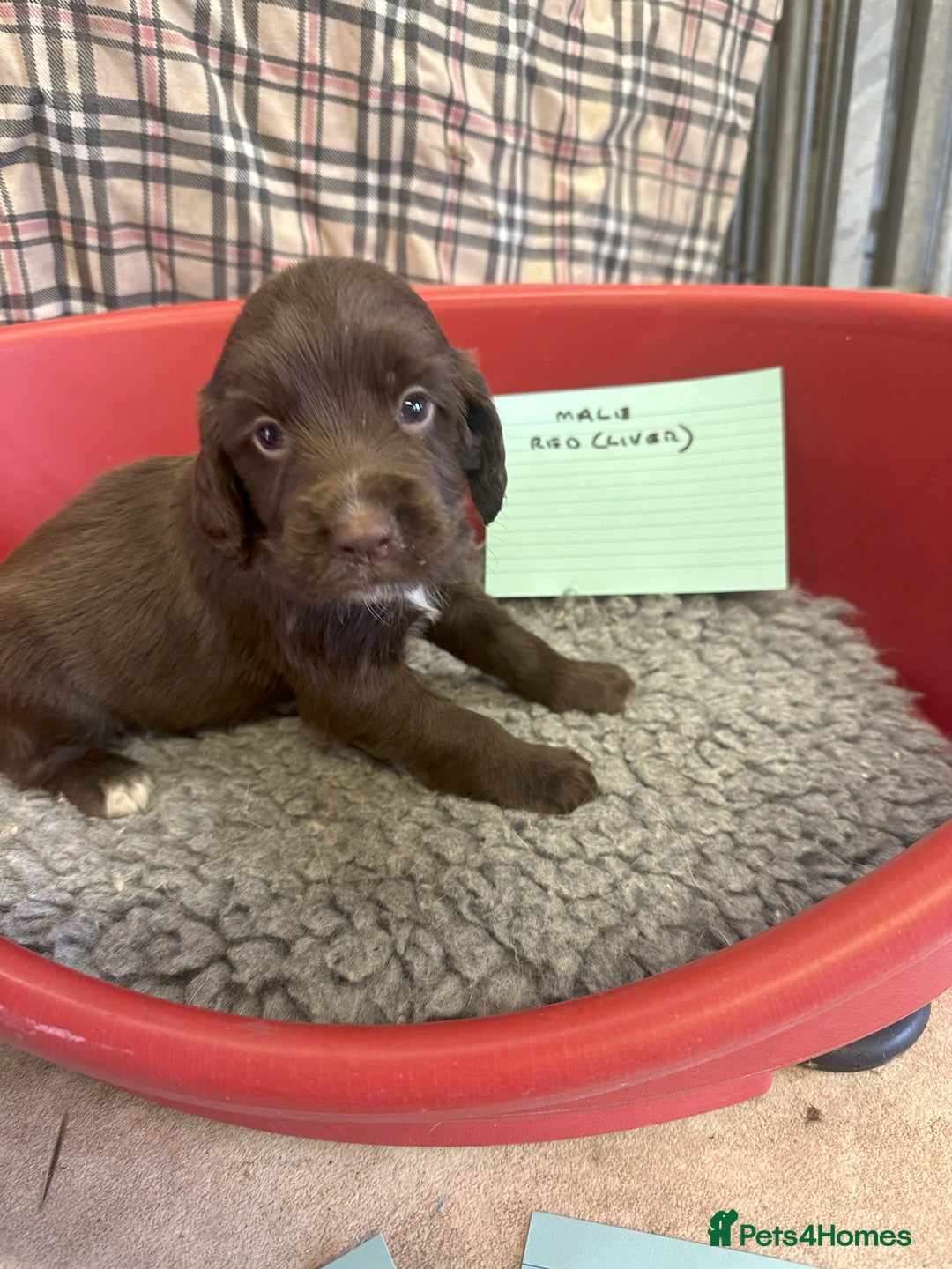 Cocker Spaniel dogs for sale: Two cocker spaniel litters - Image 7