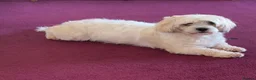 Lhasa Apso dogs for sale: Lovely Lhasa Apso Puppies Ready Soon 🐾 - Advert 16