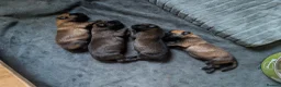 Belgian Shepherd Dog dogs for sale: Belgian Malinois Puppies – Family Raised in Ilkeston - Advert 10