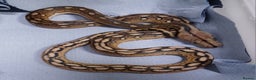 Python Snake reptiles for sale: Malayan Python , Motley female - Advert 1