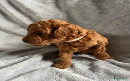 Toy Poodle dogs for sale: Beautiful Red Poodle Puppies - Image 8