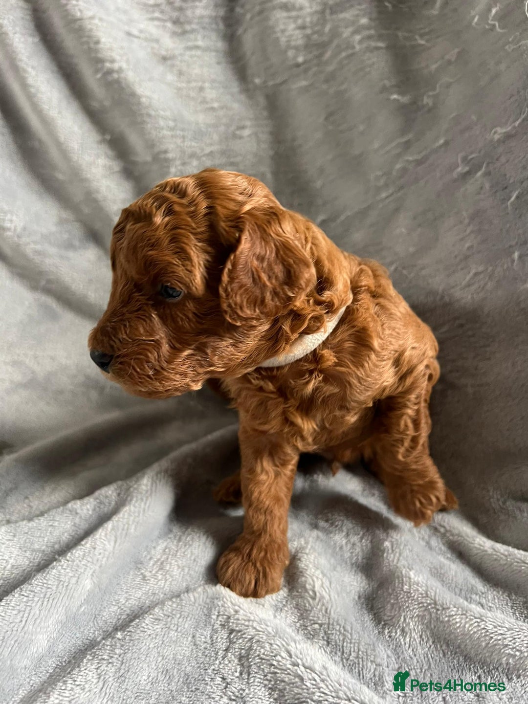 Toy Poodle dogs for sale: Beautiful Red Poodle Puppies - Image 8