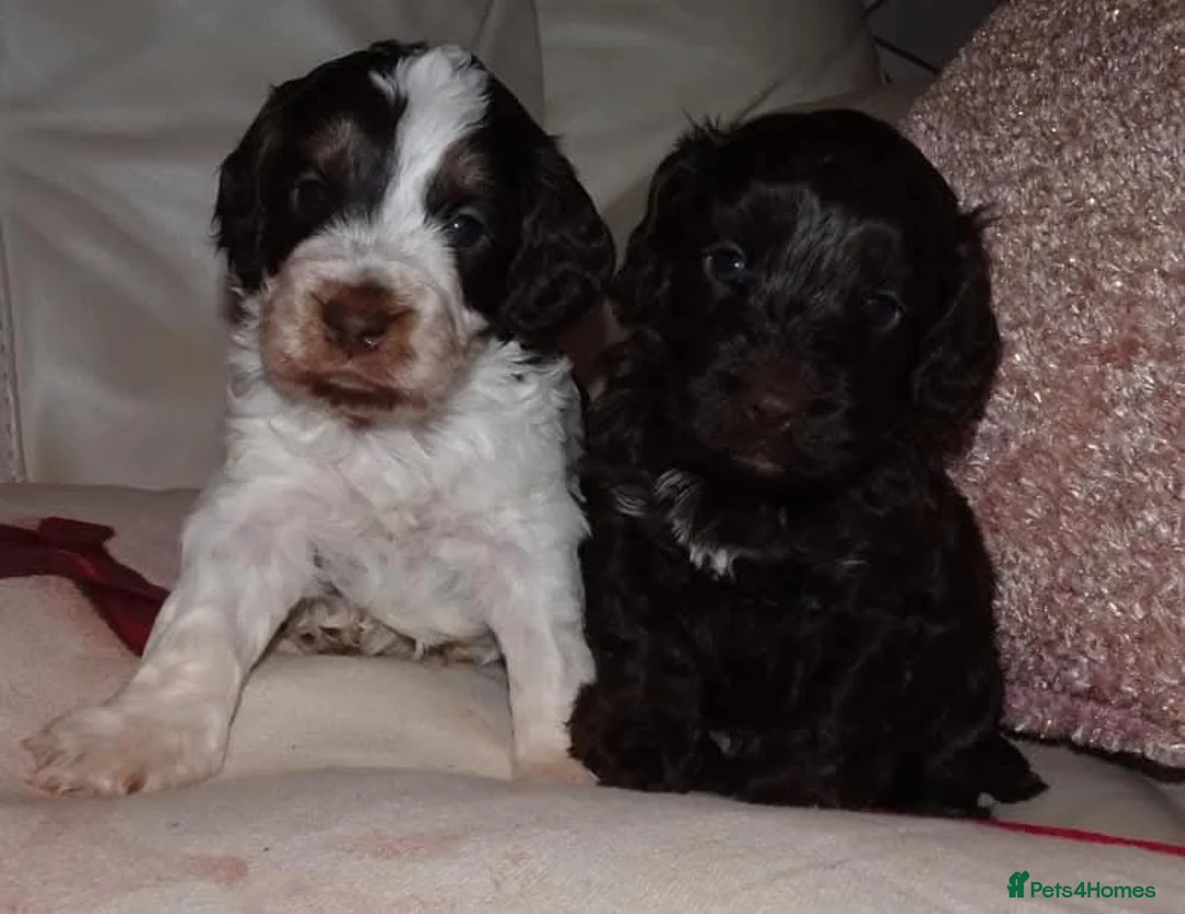 Cocker Spaniel dogs for sale: Beautiful show cockapoo litter due 1st march  - Advert 6