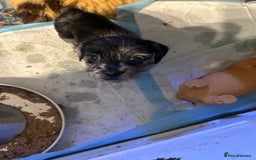 Mixed Breed dogs for sale: Puppies  - Image 1