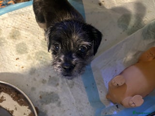 Mixed Breed dogs for sale - Advert 1