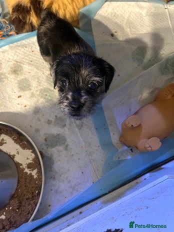 Mixed Breed dogs - Advert 1