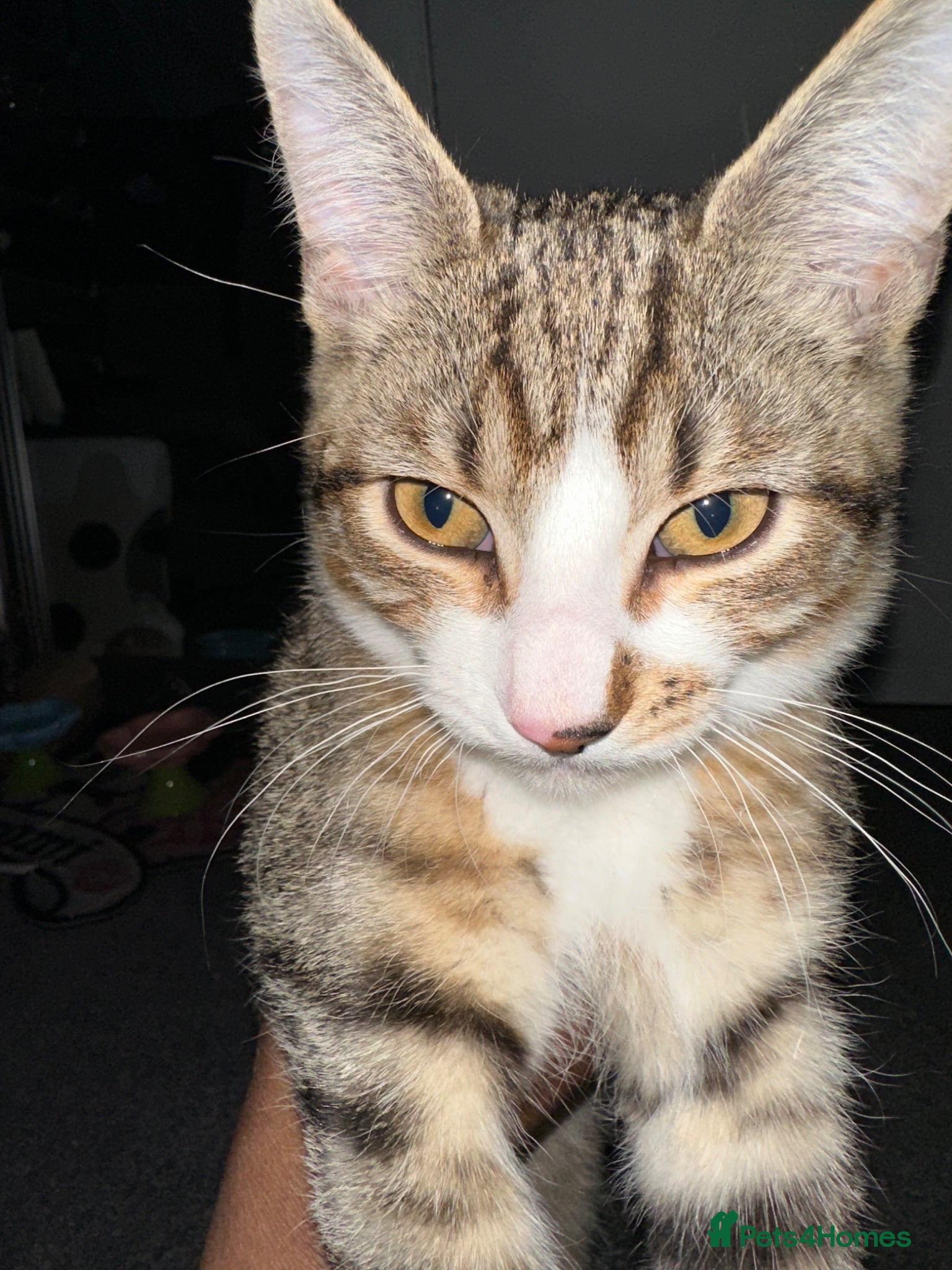 Mixed Breed cats Milos rehome - Advert 5