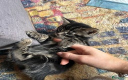 Bengal cats for sale: Bengal cross kittens  - Image 3