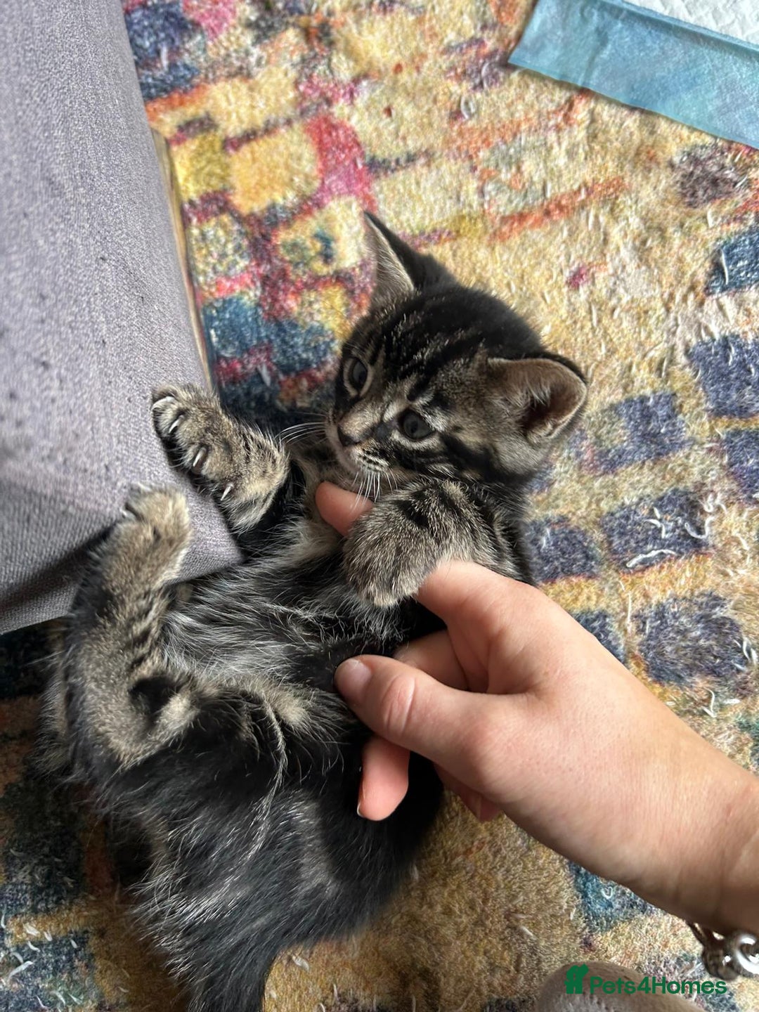 Bengal cats for sale: Bengal cross kittens  - Image 3