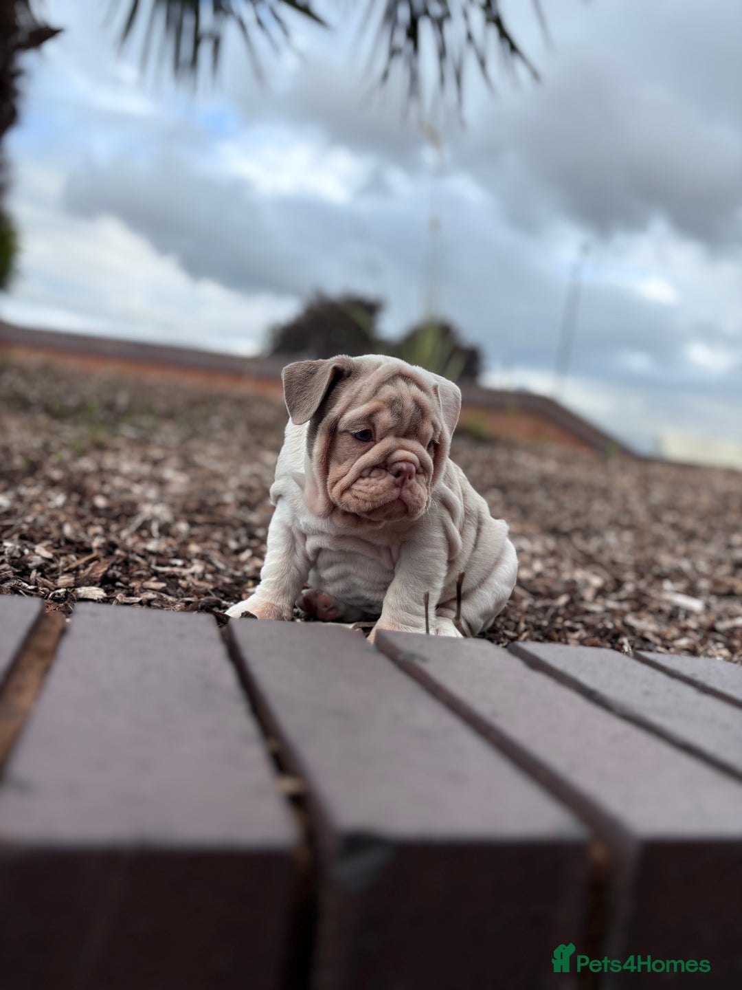English Bulldog dogs for sale: 1mr muscle girl left reduced £2000 kc 9week old - Image 14