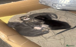 Russian Blue cats for sale: ✨RUSSIAN BLUE KITTEN FOR SALE  - Image 6