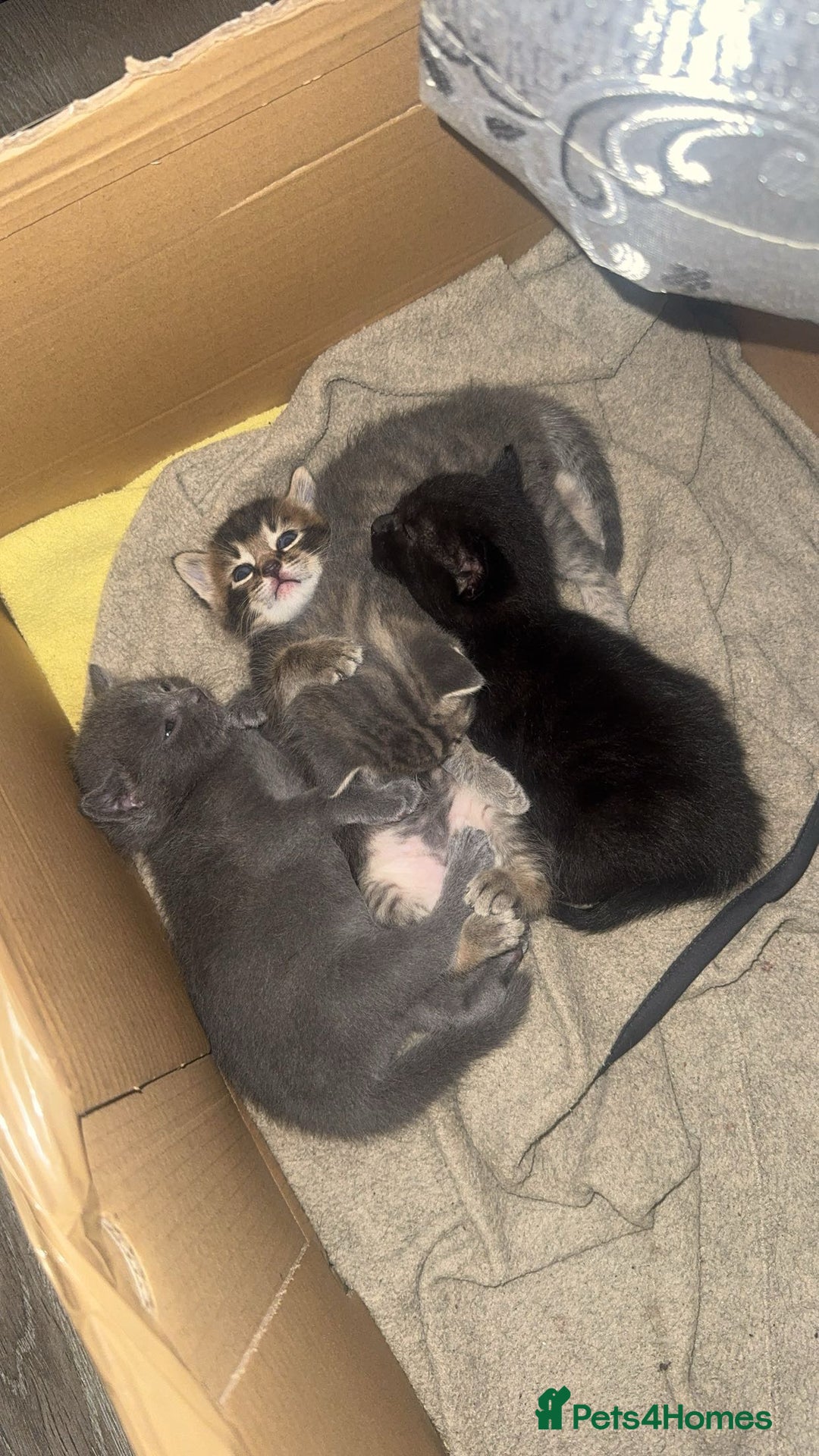 Russian Blue cats for sale: ✨RUSSIAN BLUE KITTEN FOR SALE  - Image 6