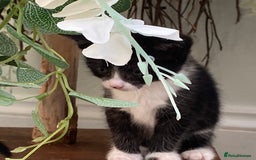 Ragdoll cats for sale: Ragdoll X Kittens for Loving Forever Homes - Image 17