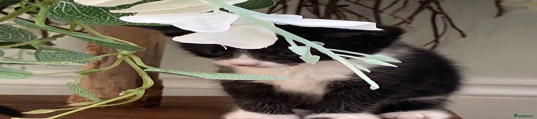 Ragdoll Kitten 5