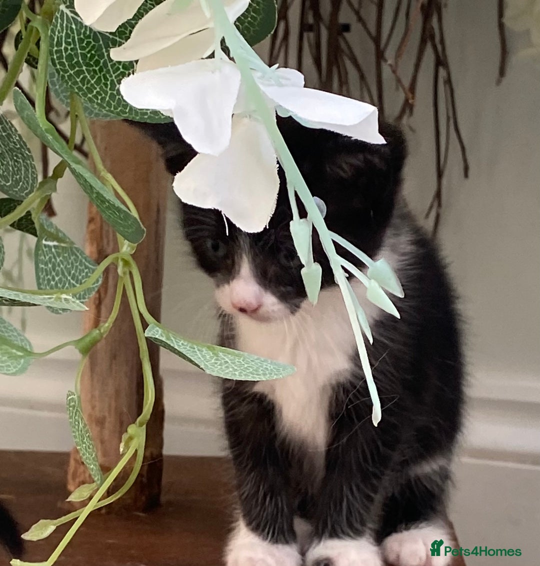 Ragdoll cats for sale: Ragdoll X Kittens for Loving Forever Homes - Image 17