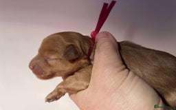 Cavapoo dogs for sale: 5⭐️Licensed+DNA tested+Vet Checked - Image 12