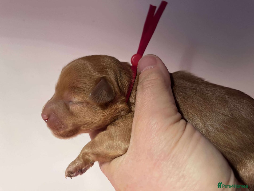 Cavapoo dogs for sale: 5⭐️Licensed+DNA tested+Vet Checked - Image 12