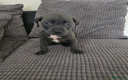 Staffordshire Bull Terrier dogs for sale: Staffordshire bull terrier puppy's  - Image 14