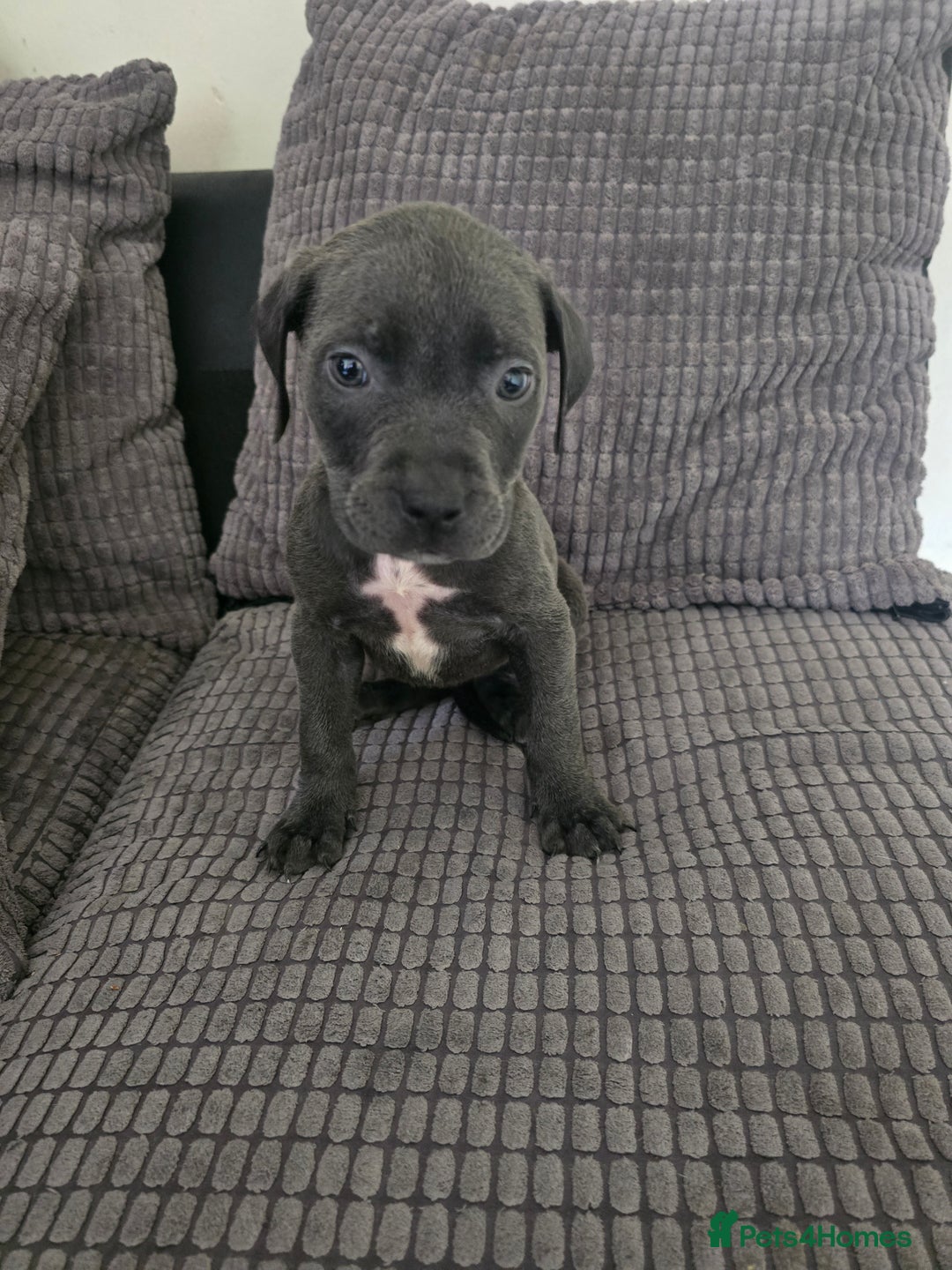 Staffordshire Bull Terrier dogs for sale: Staffordshire bull terrier puppy's  - Image 14
